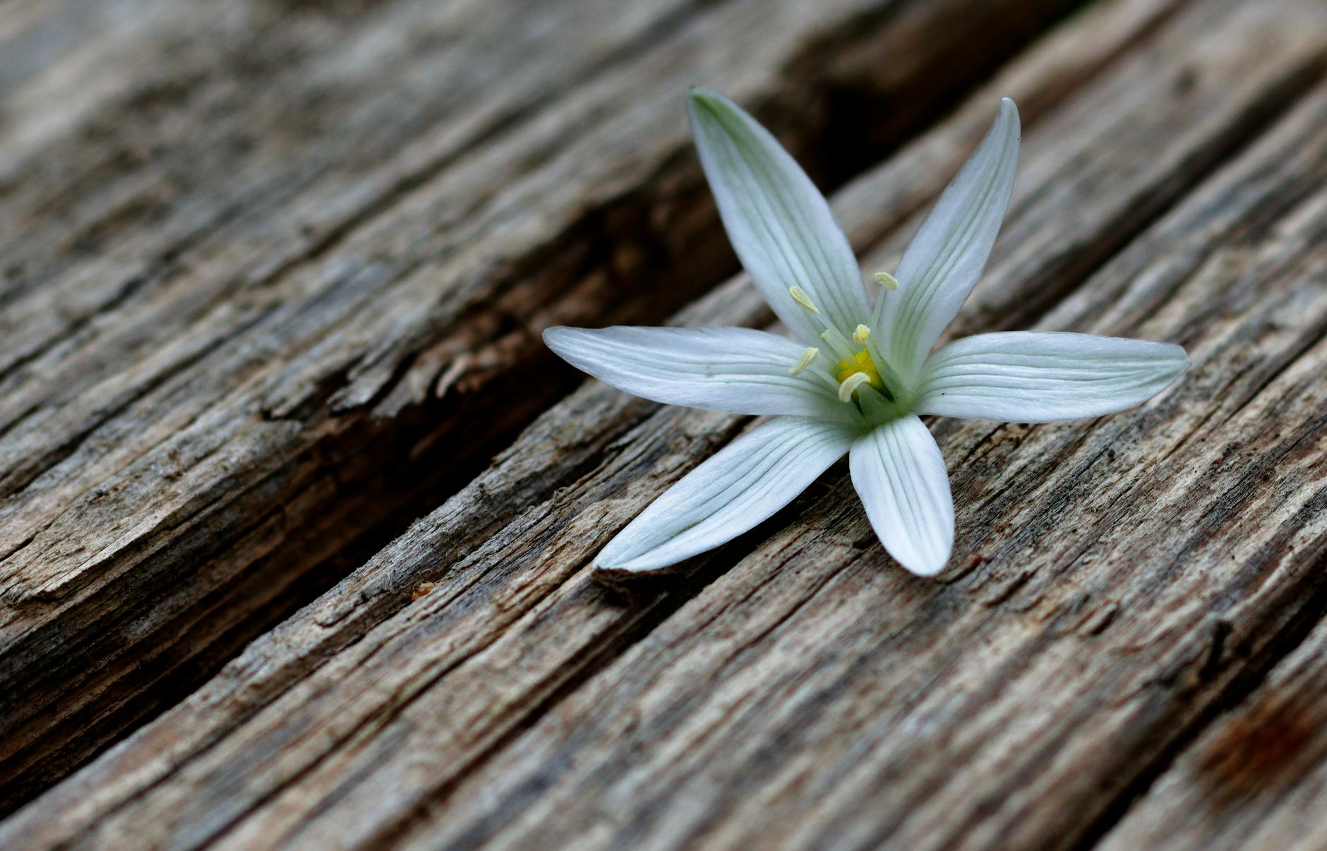 close up of a white flower in a wooden surface
